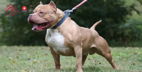 Lelőtte a gazdáját egy kutya! Furcsa baleset történt Memphisből!