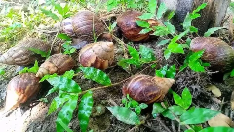 Így szabadulhatsz meg örökre a csigáktól: ez a legegyszerűbb... Így szabadulhatsz meg örökre a csigáktól: ez a legegyszerűbb…