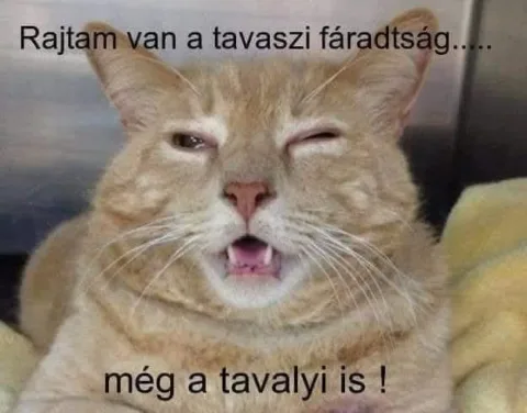 Vicces képek – 1744389536