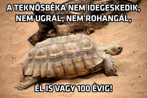 Vicces képek – 1745132432