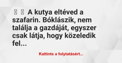 Vicc: 
	    	    A kutya eltéved a szafarin. Bóklászik, nem találja a…