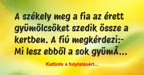 Vicc: A székely meg a fia az érett gyümölcsöket szedik össze a kertben. A…