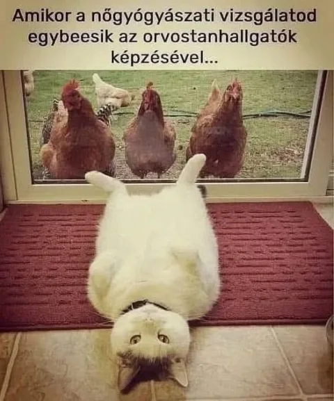 Vicces képek – 1746876603