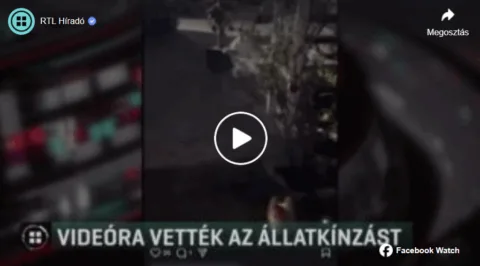 állatkínzás