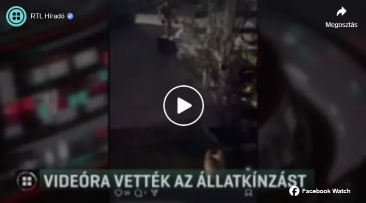 image állatkínzás