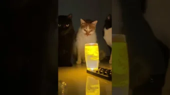 A macskák először fedezik fel a lávámlámpákat – videó