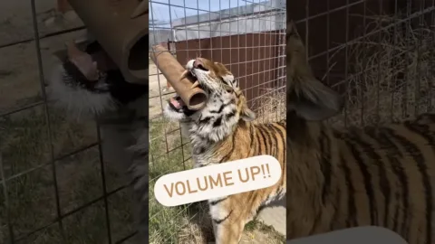 Mi történik a WC -papírcsővel, miután befejezte 
 – videó