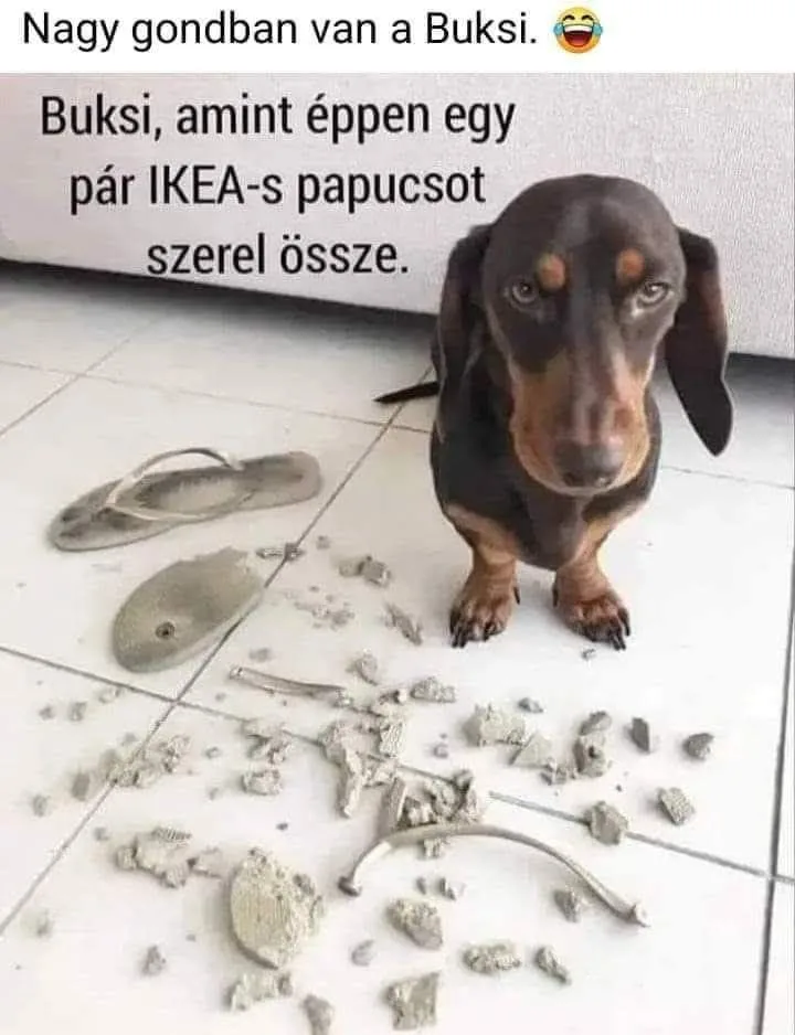Nagy gondban van a Buksi. 😂 Nagy gondban van a Buksi. 😂
