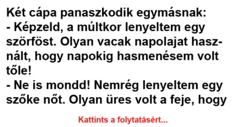 Vicc: Két cápa panaszkodik egymásnak - Vicc: Két cápa panaszkodik egymásnak –