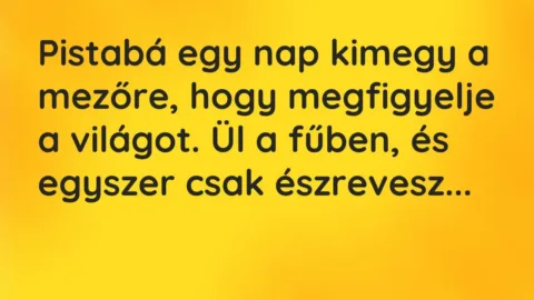 Vicc: Pistabá egy nap kimegy a mezőre, hogy megfigyelje a világot.