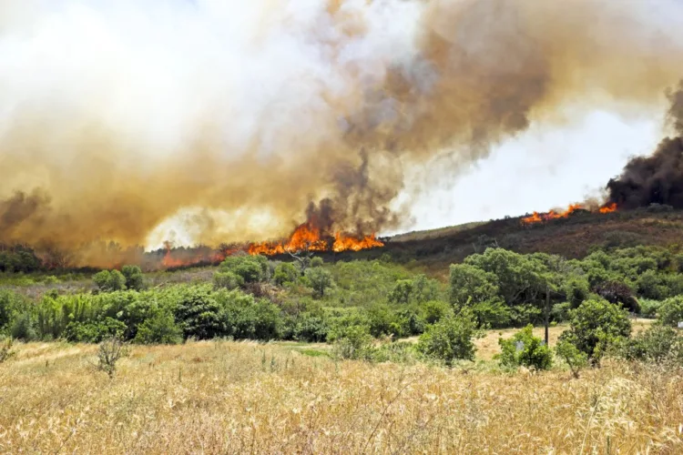 Miért egyre gyakoribbak az erdőtüzek Európában És itthon Miért egyre gyakoribbak az erdőtüzek Európában? És itthon?
