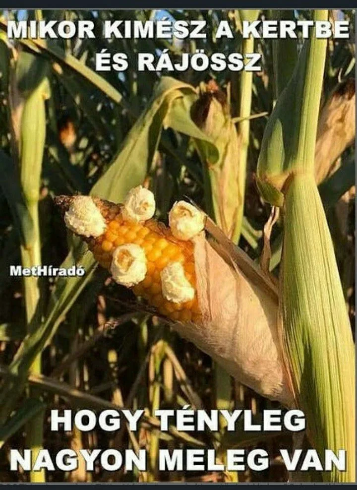 Mikor kimész a kertbe és rájössz, hogy tényleg nagyon meleg van? Mikor kimész a kertbe és rájössz, hogy tényleg nagyon meleg van?
