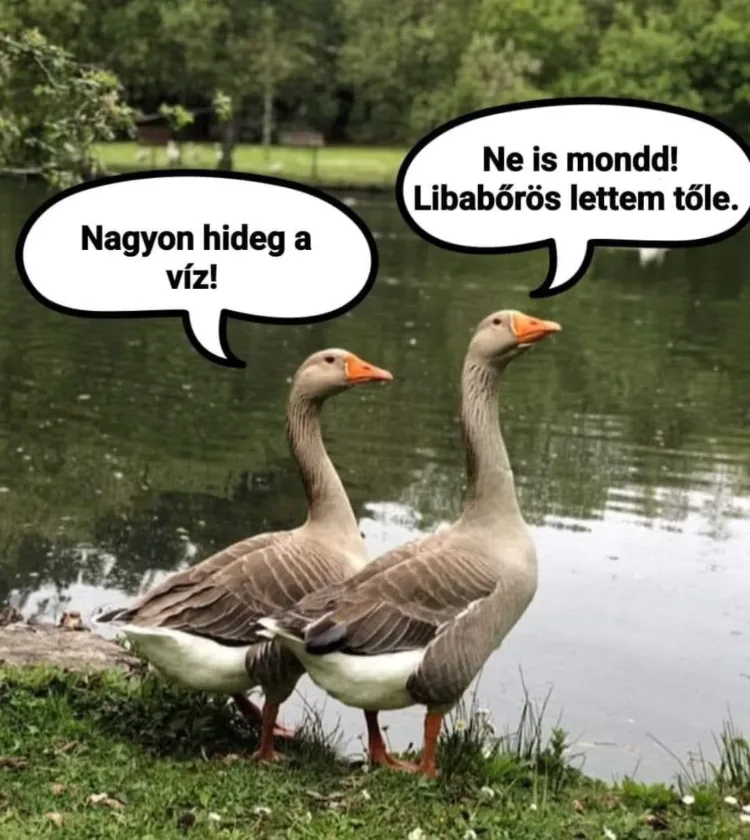 Nagyon hideg a víz! Nagyon hideg a víz!