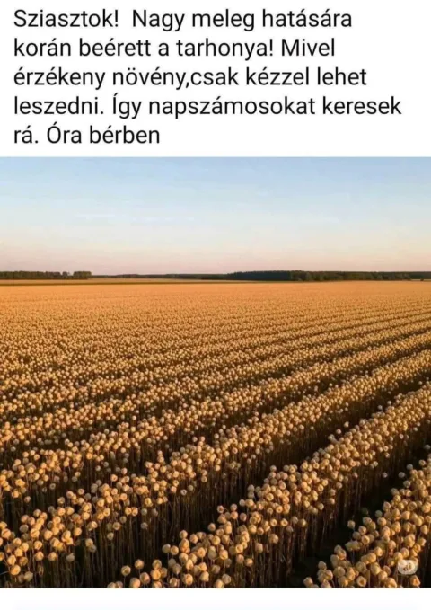 #VK1752321356