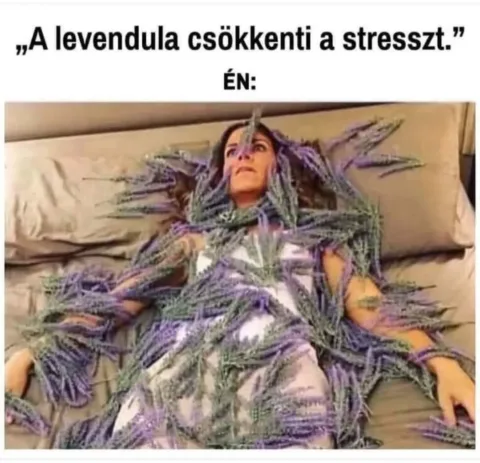 A levendula csökkenti a stresszt.