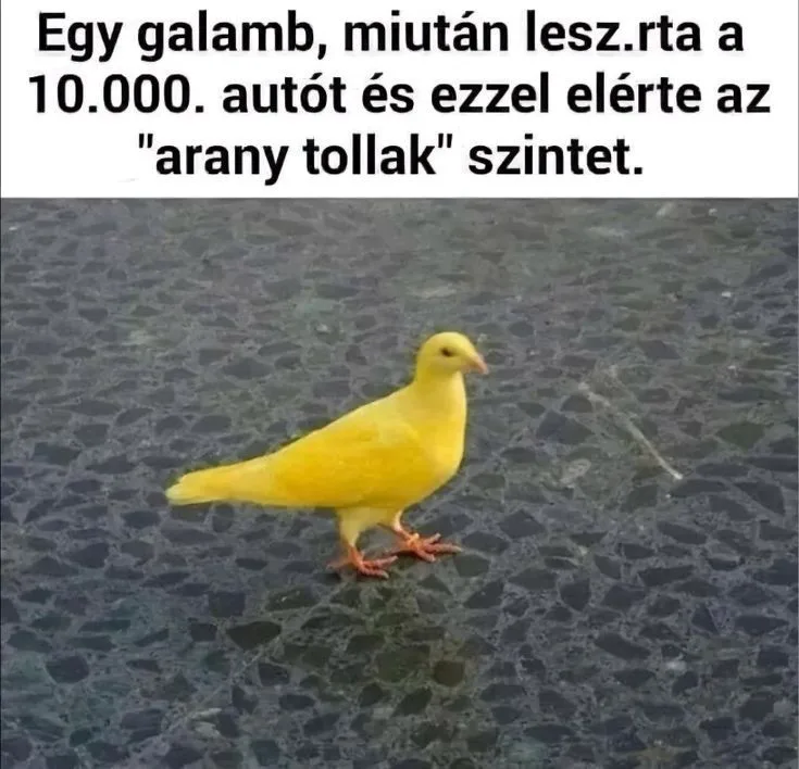 Egy galamb, miután lesz.rta a 10.000. autót... Egy galamb, miután lesz.rta a 10.000. autót...