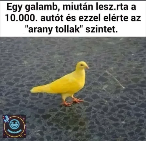 Egy galamb, miután lesz.rta a 10.000. autót...