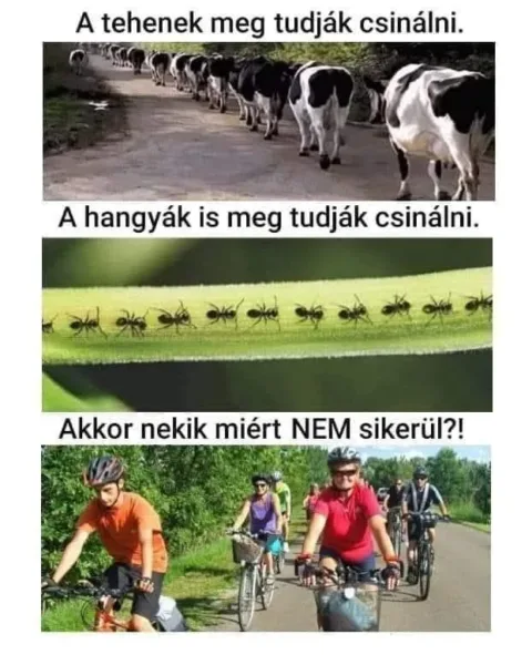A tehenek meg tudják csinálni.