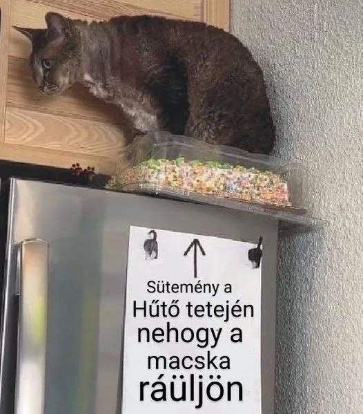 Sütemény a hűtő tetején nehogy a macska ráúljon Sütemény a hűtő tetején nehogy a macska ráúljon