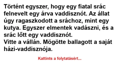 Vicc: Történt egyszer, hogy egy fiatal srác felnevelt egy árva vaddisznót