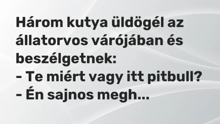 Vicc: Három kutya üldögél az állatorvos várójában és beszélgetnek:
– Te miért… Vicc: Három kutya üldögél az állatorvos várójában és beszélgetnek:
– Te miért…