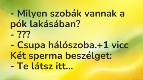 Vicc: – Milyen szobák vannak a pók lakásában?

– ???

– Csupa hálószoba.