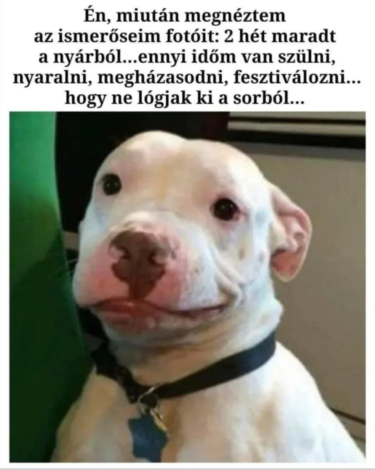 Én, miután megnéztem az ismerőseim fotóit... Én, miután megnéztem az ismerőseim fotóit...