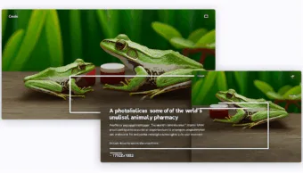 A békák, akik a világ egyik legbizarabban működő állatgyógyszertárát rejtik