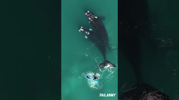 Humpback bálna kudarc! – videó