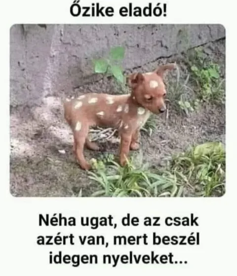 #VK1755241240