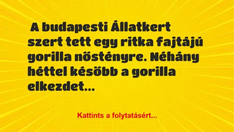 Vicc: A budapesti Állatkert szert tett egy ritka fajtájú gorilla Vicc: A budapesti Állatkert szert tett egy ritka fajtájú gorilla nőstényre