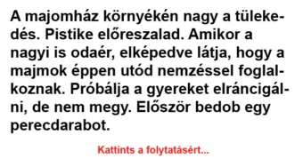 Vicc: A majomház környékén nagy a tülekedés