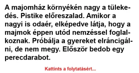 Vicc: A majomház környékén nagy a tülekedés