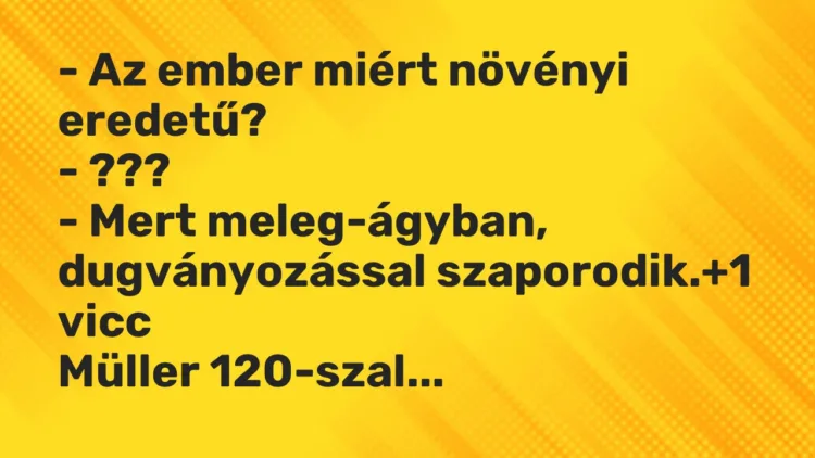 Vicc: – Az ember miért növényi eredetű?
– ???
– Mert meleg-ágyban,… Vicc: – Az ember miért növényi eredetű?
– ???
– Mert meleg-ágyban,…