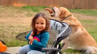 Az AFV legviccesebb kutyái!  A legjobb kiskutya kudarcot vall
 – videó