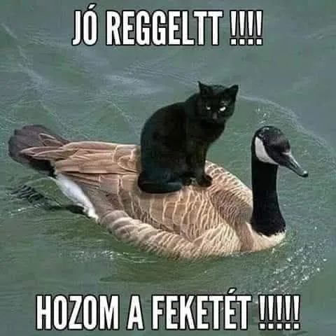 #VK1756706433