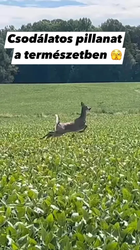 #VK1757633478