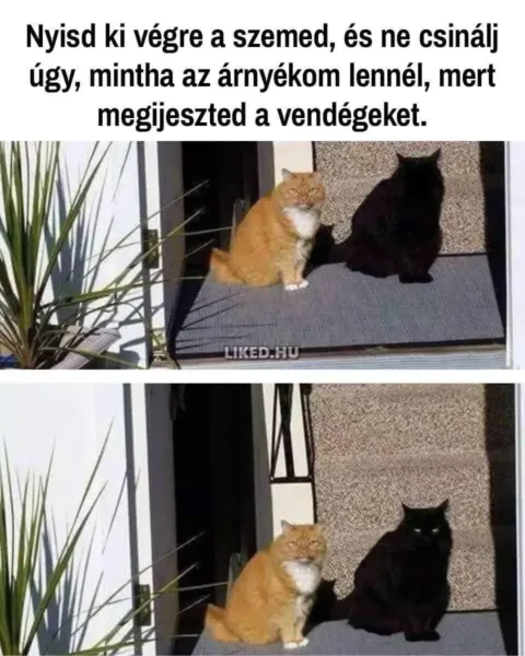 #VK1759065009