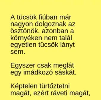 Vicc: A tücsök fiúban már nagyon dolgoznak az ösztönök