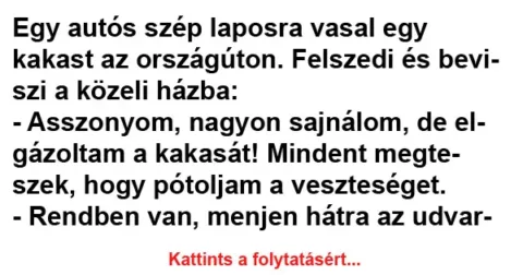 Vicc: Egy autós szép laposra vasal egy kakast az országúton