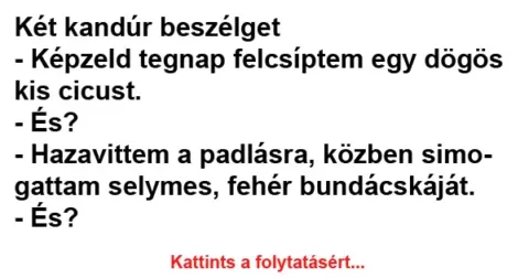 Vicc: Két kandúr beszélget Vicc: Két kandúr beszélget