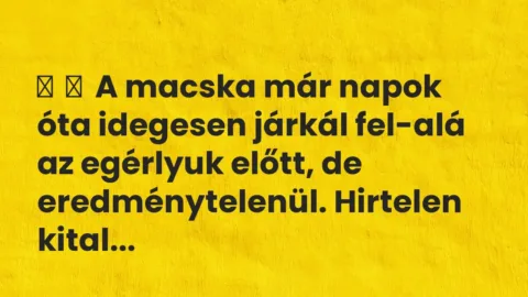 Vicc: 
	    	    A macska már napok óta idegesen járkál fel-alá az egérlyuk előtt, de …