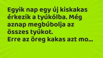 Vicc: Egyik nap egy új kiskakas érkezik a tyúkólba. Még aznap megbúbolja az összes…