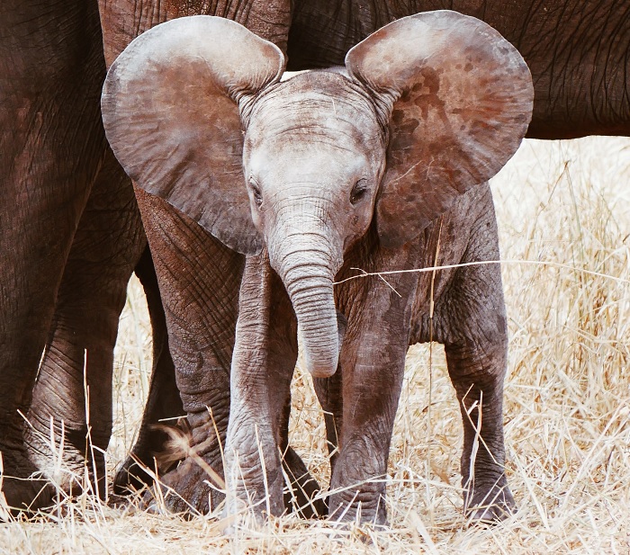Elephant in the room