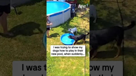 Megpróbáltam megmutatni a kutyáimnak, hogyan kell játszani az új medencéjükben, amikor hirtelen…
 – videó