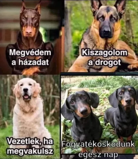 Megvédem a házadat...