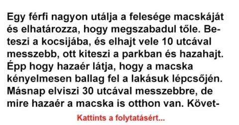 Vicc: Egy férfi nagyon utálja a felesége macskáját és elhatározza, hogy megszabadul…
