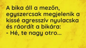 Vicc: A bika áll a mezőn, egyszercsak megjelenik a kissé agresszív nyulacska és…