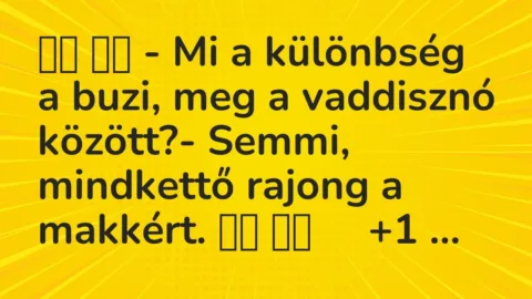 Viccek: 
		  
		  – Mi a különbség a buzi, meg a vaddisznó között?-…