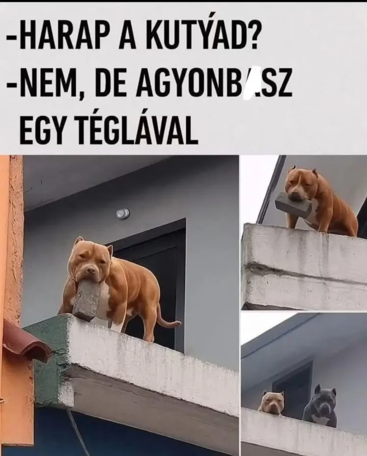 Harap a kutyád? Harap a kutyád?